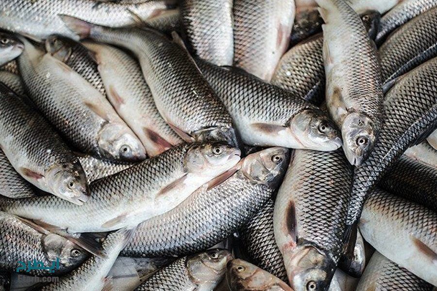 ۷۰ تن ماهی از استخرهای تربت‌حیدریه استحصال شد