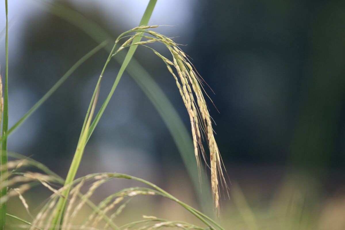 دولت برای تنظیم بازار برنج چه برنامه‌ای دارد؟