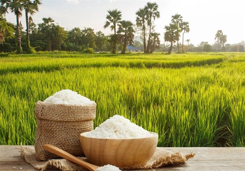 برداشت چین اول برنج در مازندران کامل شد/ آغاز برداشت رتون در شالیزارهای شمال