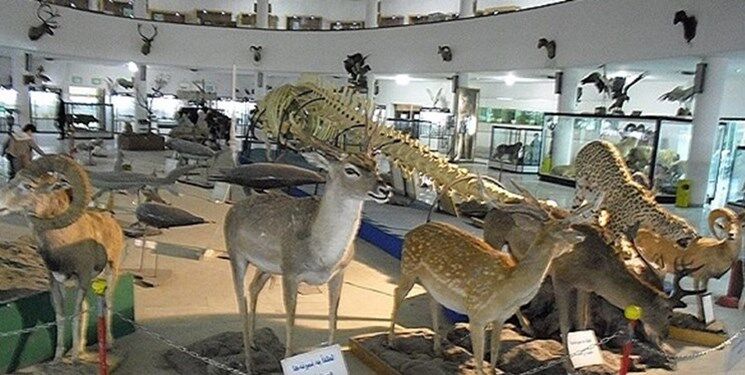 تشکیل کمیته تخصصی موزه‌های تاریخ طبیعی ایران در ایکوم