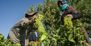 پیش بینی برداشت ۱۴ هزار تن انگور از تاکستان های جوین