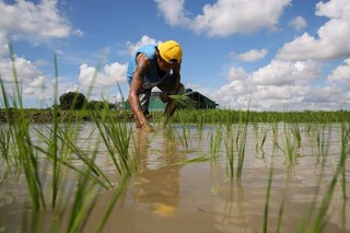 تهدید دیگر برای برنج در چین