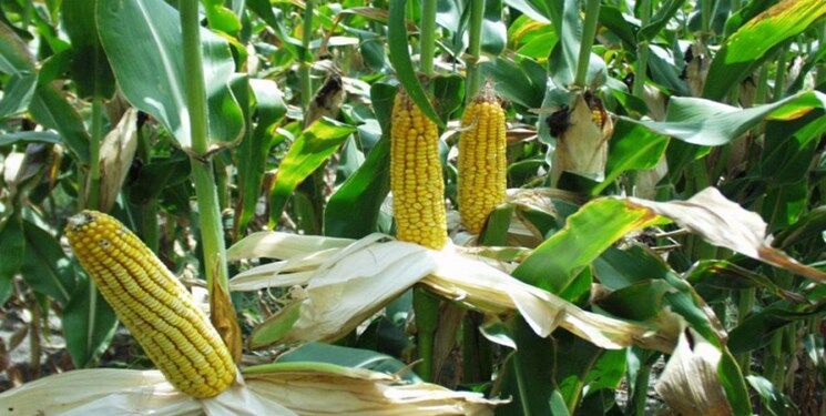 برزیل به پادشاهی آمریکا در بازار ذرت پایان داد