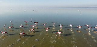 ورود پرندگان مهاجر زمستان‌گذران به آب‌بندان‌ها و تالاب‌های مازندران