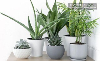 گیاهان خانگی که استرس کاهش می‌دهند