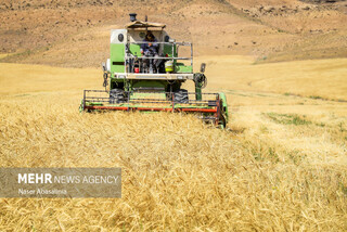 خرید تضمینی ۳۲ هزار تن گندم از کشاورزان شهرستان آوج