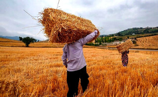 خرید بیش از ۴۰۹ هزار تن گندم در استان همدان