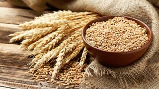 قیمت ۱۹.۵۰۰ تومان خرید گندم بر اساس نرخ تورم تعیین شده است