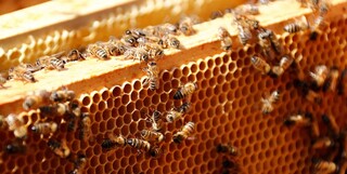 ۳۰ تن عسل غیربهداشتی در مشهد کشف شد