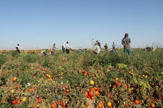 افزایش برداشت ‌گوجه فرنگی در ‌بوشهر/ قیمت در بازار کاهشی می‌شود