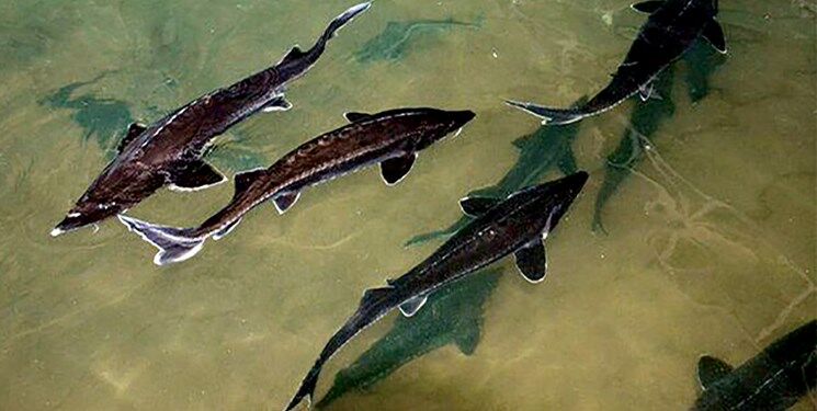 تولید سالانه ۳۲ هزار تن ماهی خاویار در مازندران