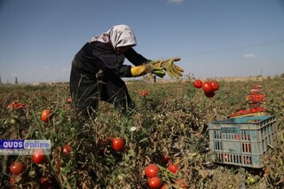 گلایه گوجه کاران از قیمت پایین خرید محصول