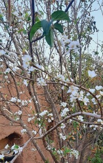 شکوفه دهی عجیب یک درخت آلوچه در رباط سنگ