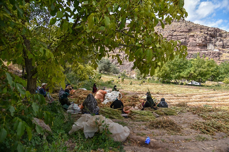 بوی سیب و تنباکو در خانه‌های سنگی/ روایت سفر به بقمچ؛ روستایی دیدنی در کوهپایه‌های هزارمسجد با محصول کشاورزی خاص‌اش