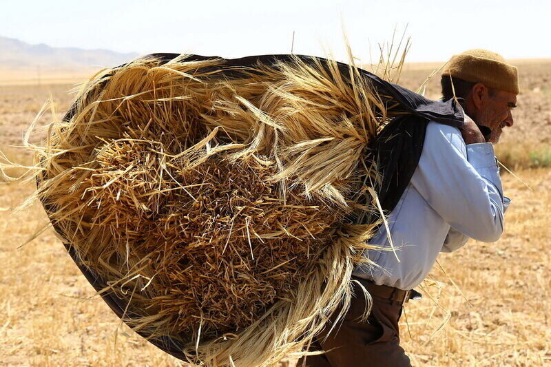 فریب کشاورزان توسط سازمان برنامه و بودجه/ واردات گندم با ارز ۲۸.۵هزار تومان اجحاف در حق گندمکاران است