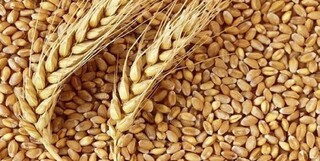 واردات گندم کاهش یافت / افزایش خرید از کشاورزان