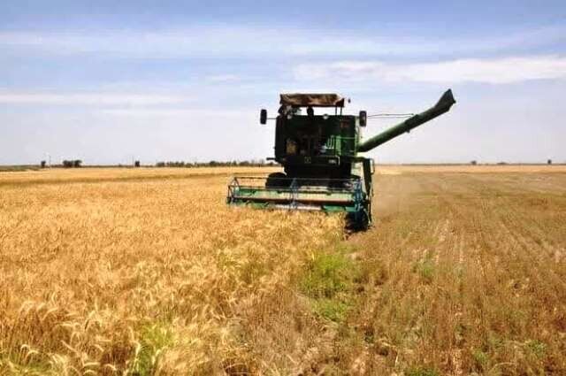 هدف‌گذاری تولید حداقل ۲.۵ میلیون تن گندم در خوزستان