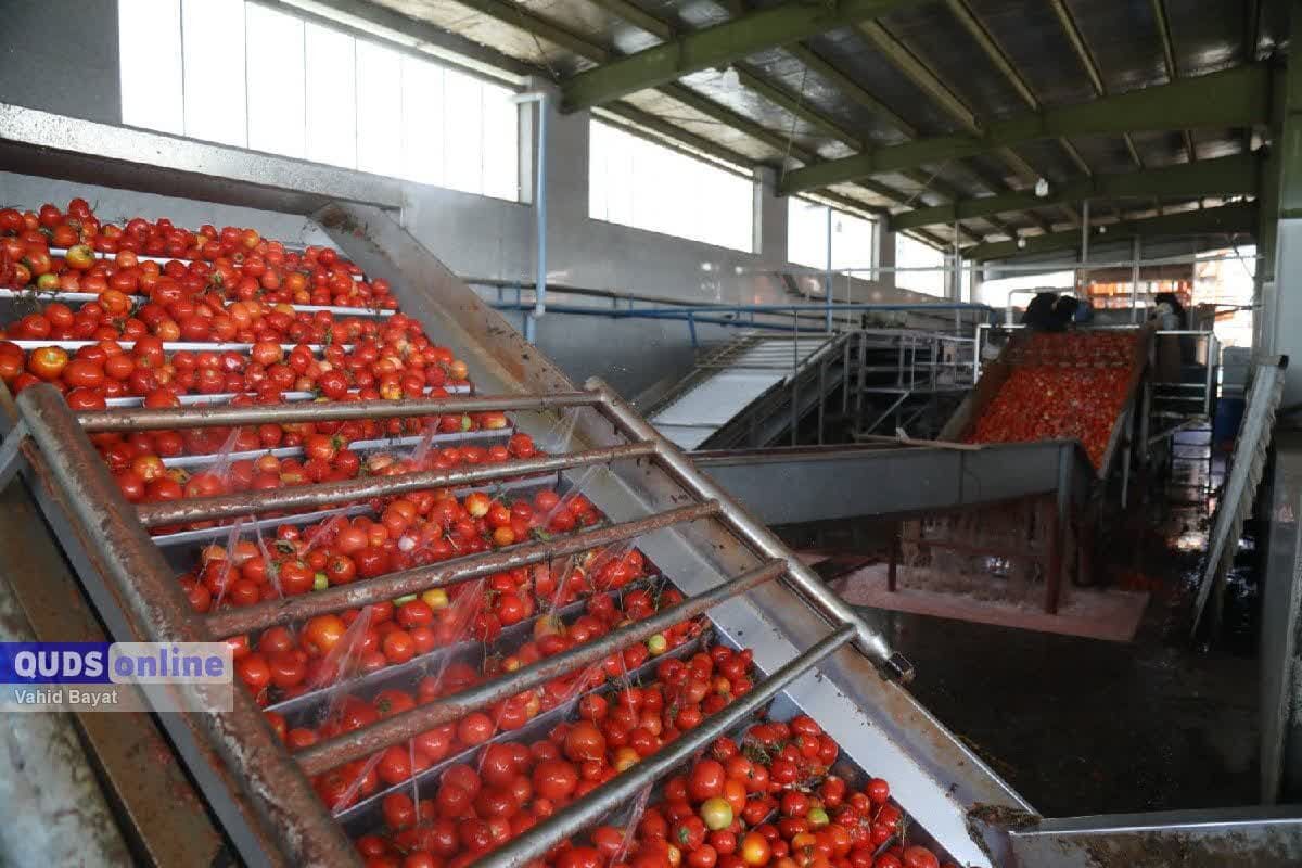 خرید گوجه زیر قیمت، قوطی رب بدون قیمت!