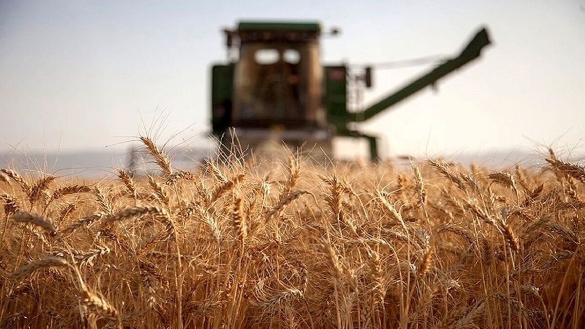 ثبت رکورد بی‌سابقه تولید گندم در لرستان/ ۵۳۰ هزار تن برداشت شد