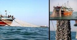 شخم‌زدن کف خلیج فارس با «ترال»