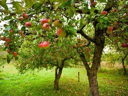 پیش‌بینی برداشت ۱۷۰هزار تن محصول باغی در خراسان شمالی