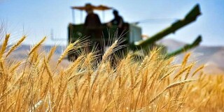 بلومبرگ: مصر واردات گندم از روسیه را افزایش داد