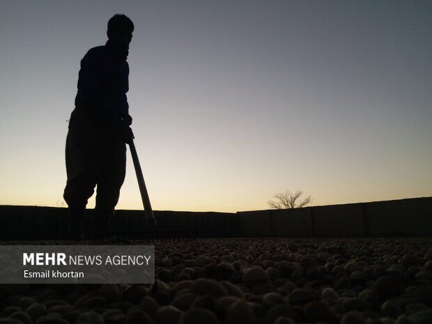 قطعی برق پسته کاران سیرجان را نگران کرد/ لزوم حمایت از کشاورزان