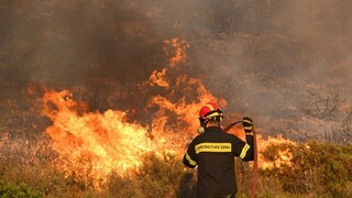 افزایش آتش‌سوزی‌های جنگل های جهان نگران کننده است