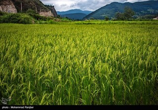 کاشت صیفی‌جات و برنج چالش سر راه اجرای طرح اصلاح الگوی کشت است