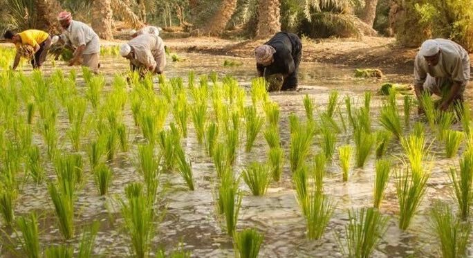 وعدههای خرید برنج کی به سرانجام میرسد؟