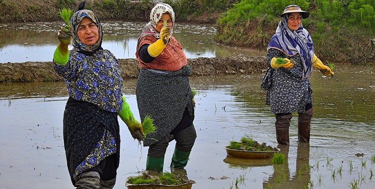 وعدههای خرید برنج کی به سرانجام میرسد؟