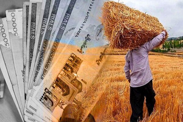 خرید تضمینی گندم امسال توسط شبکه تعاونی روستایی۱۰۰ درصد افزایش یافت