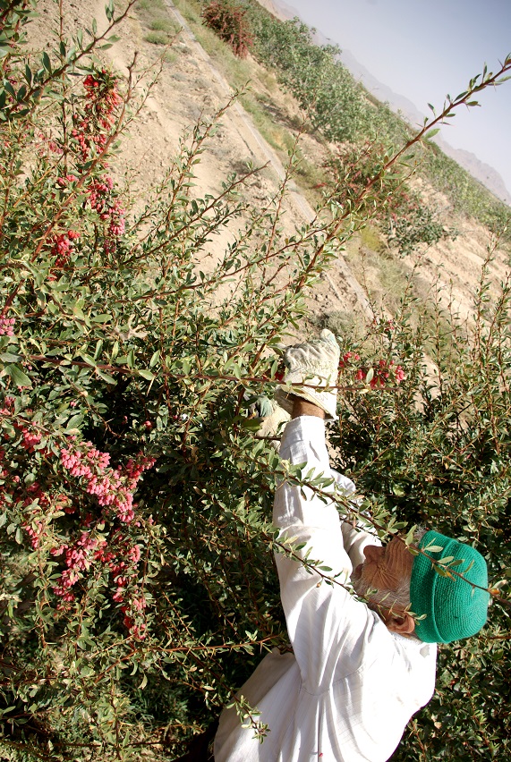 خوشه‌های ترش/ روایتی از روزهای پرکار برداشت زرشک در زرشک‌زارهای روستای وزق قاینات