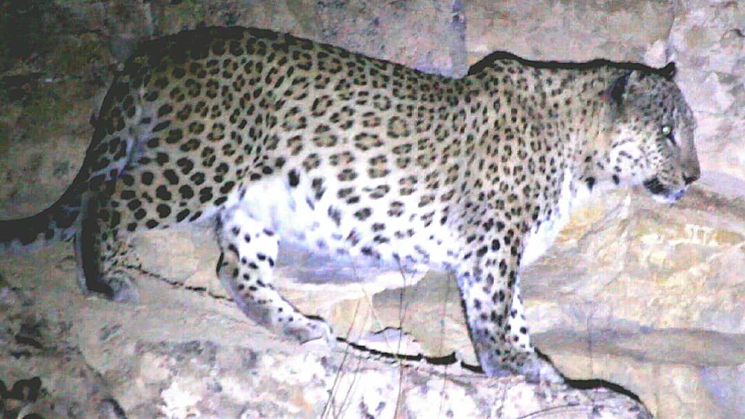 پخش تصاویری از پلنگ ایرانی برای نخستینبار از شبکه مستند