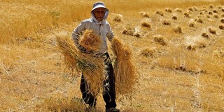 واردات گندم با ارز ۲۸.۵ هزارتومانی منابع کشور را هدر می‌دهد