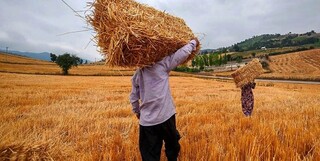 رئیس دیوان محاسبات: برای پرداخت مطالبات کشاورزان از هیچ کمکی دریغ نخواهیم کرد