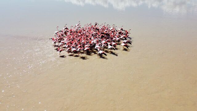 ۱۳ درصد پرندگان دنیا در معرض خطر انقراض قرار دارند