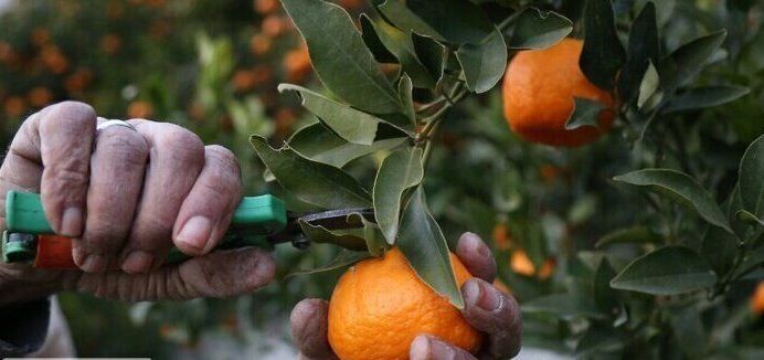 نارنگی مازندران در سبد غذایی روس‌ها