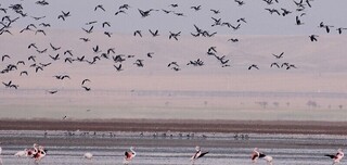 میزبانی یزد از پرندگان مهاجر/آنفلوآنزای فوق حاد پرندگان را جدی بگیرید