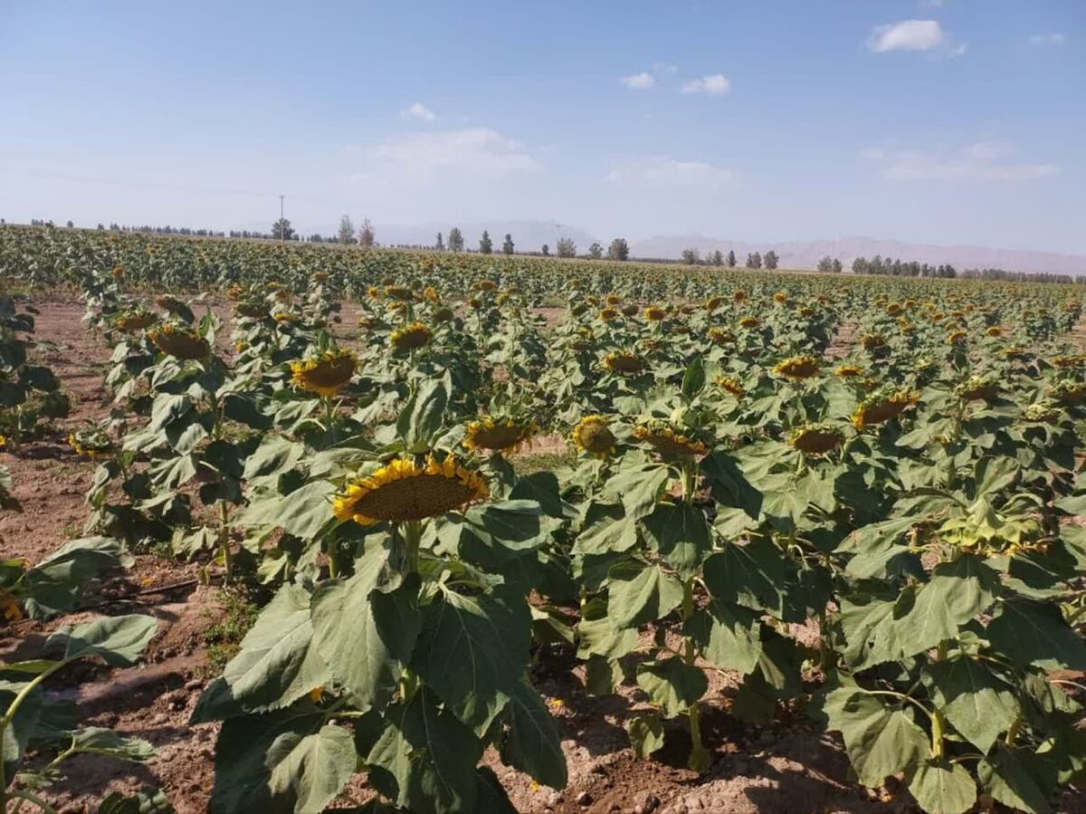۱۳۵هکتار از مزارع بردسکن زیر کشت آفتابگردان است
