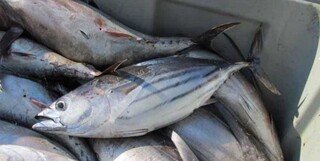 توقیف محموله ۴۰ میلیاردی ماهی قاچاق در جاسک