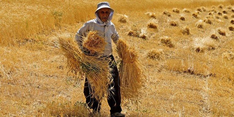 خرید بیش از ۸۰ هزار تن گندم از کشاورزان استان سمنان