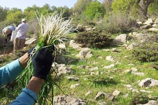 برداشت ۲۳۰۰۰ تن گیاهان دارویی در مناطق عشایری استان قزوین