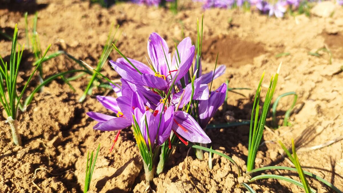 عیار بالای طلای سرخ بام ایران