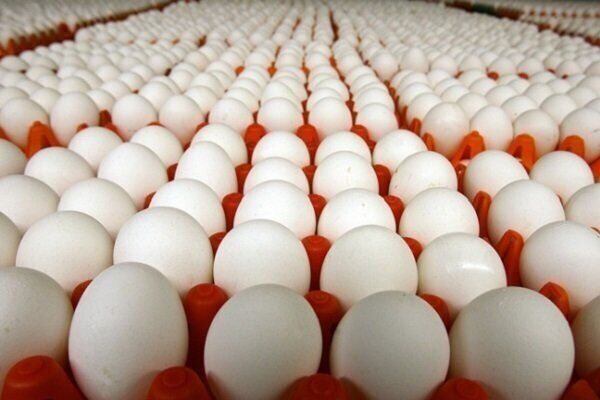 هزینه تولید تخم مرغ در خراسان رضوی ۱۴ درصد افزایش یافته است