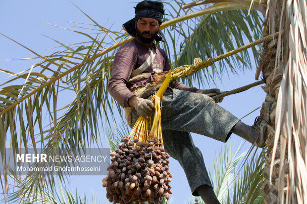 خرمای دشتستان در راه بازارهای جهانی/ «عمان» مشتری جدید میشود