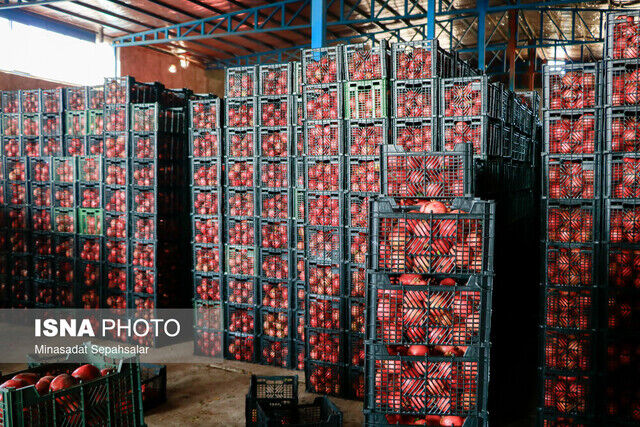 فصل برداشت رسید/ پایانه صادراتی انار ساوه در بلاتکلیفی ۱۰ ساله