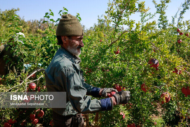 فصل برداشت رسید/ پایانه صادراتی انار ساوه در بلاتکلیفی ۱۰ ساله