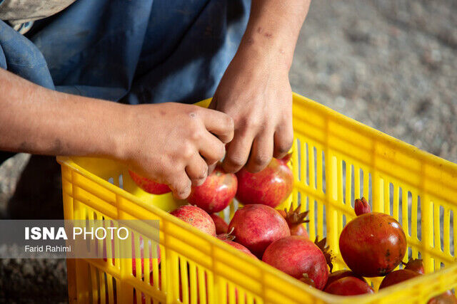 فصل برداشت رسید/ پایانه صادراتی انار ساوه در بلاتکلیفی ۱۰ ساله