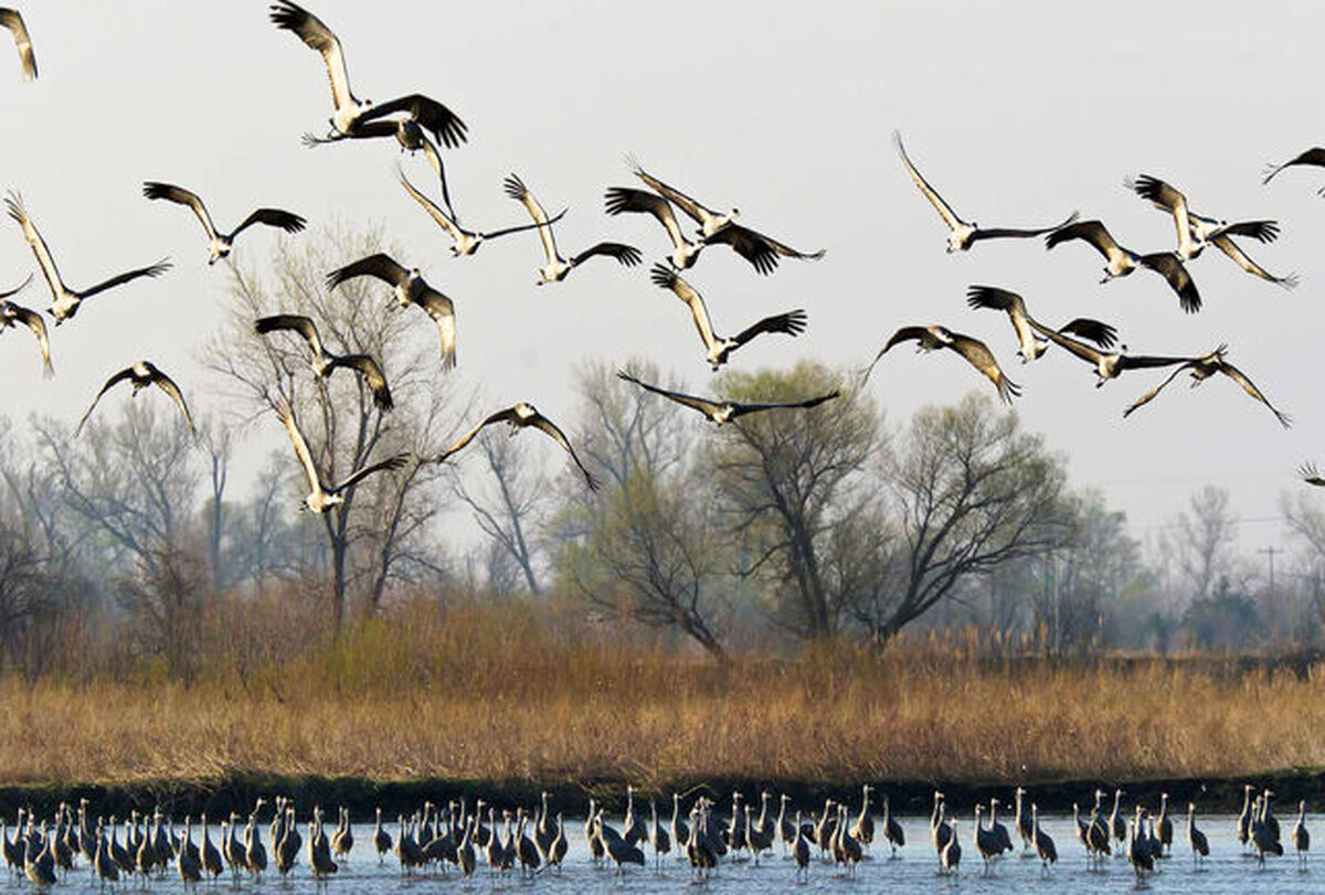 مجوز شکار صادر نشد/ پرندگان مهاجر قربانی دام‌های غیرمجاز می‌شوند 